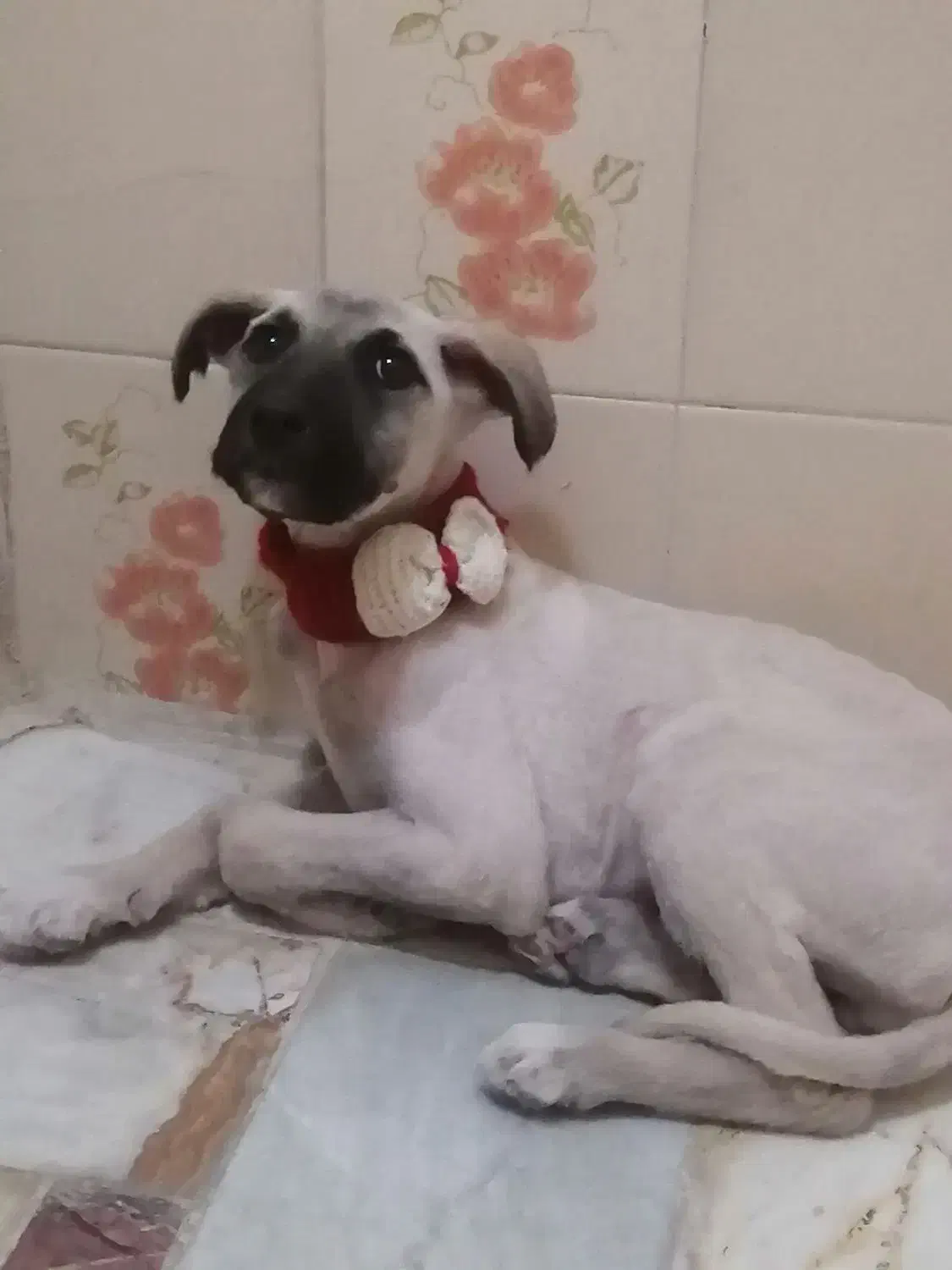 واگذاری سگ بومی|سگ|تهران, تهرانپارس جنوبی|دیوار