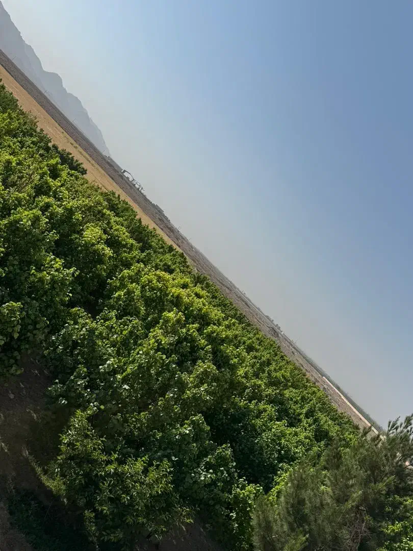 فروش باغ یک هکتاری|فروش خانه و ویلا|آباده, |دیوار