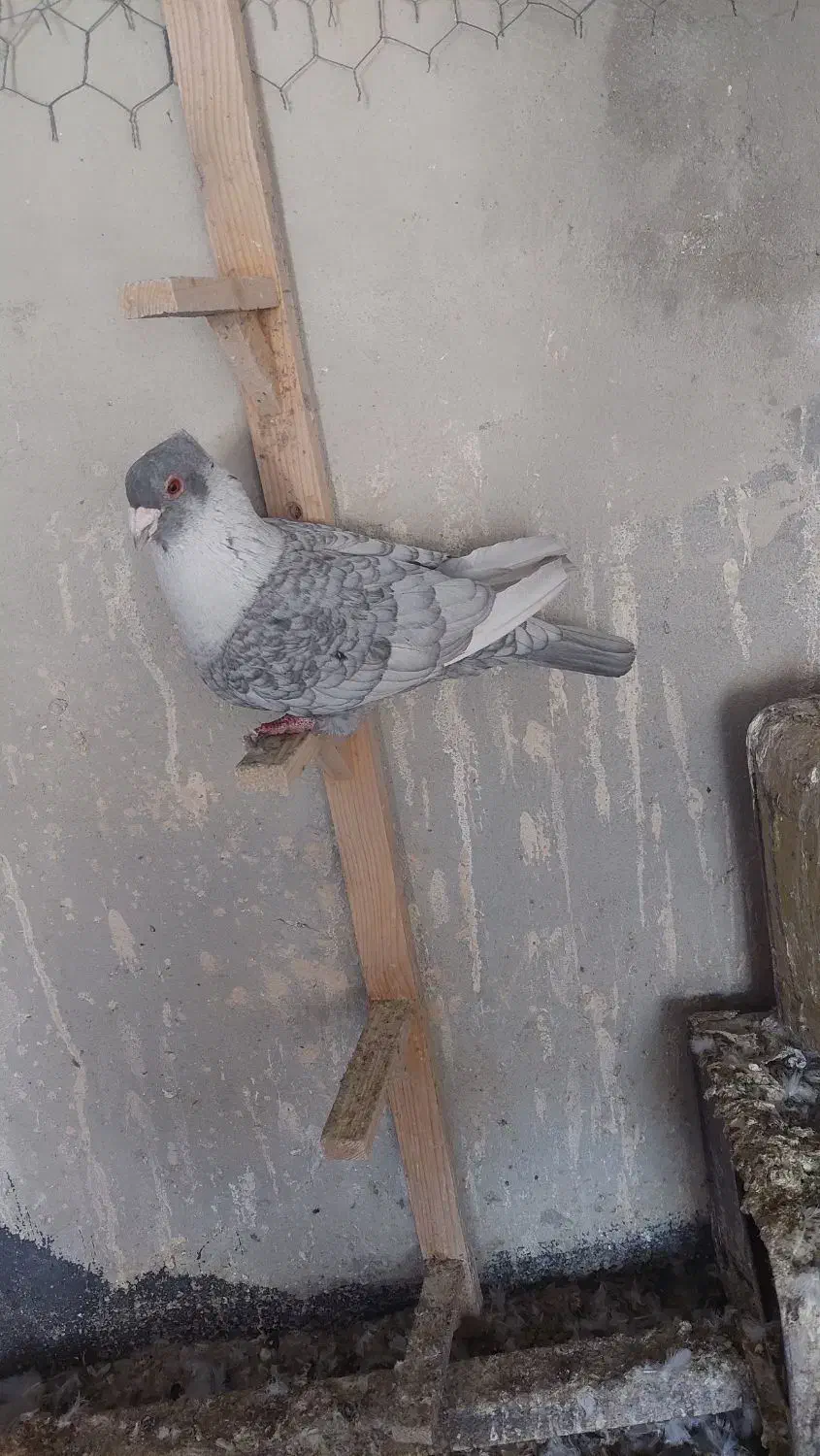 کبوتر|پرنده|کازرون, |دیوار