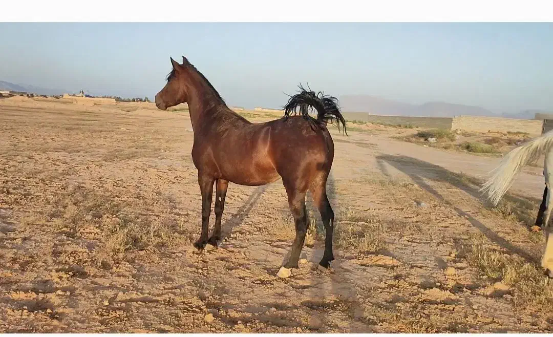 اسب|اسب و تجهیزات اسب‌سواری|ارسنجان, |دیوار