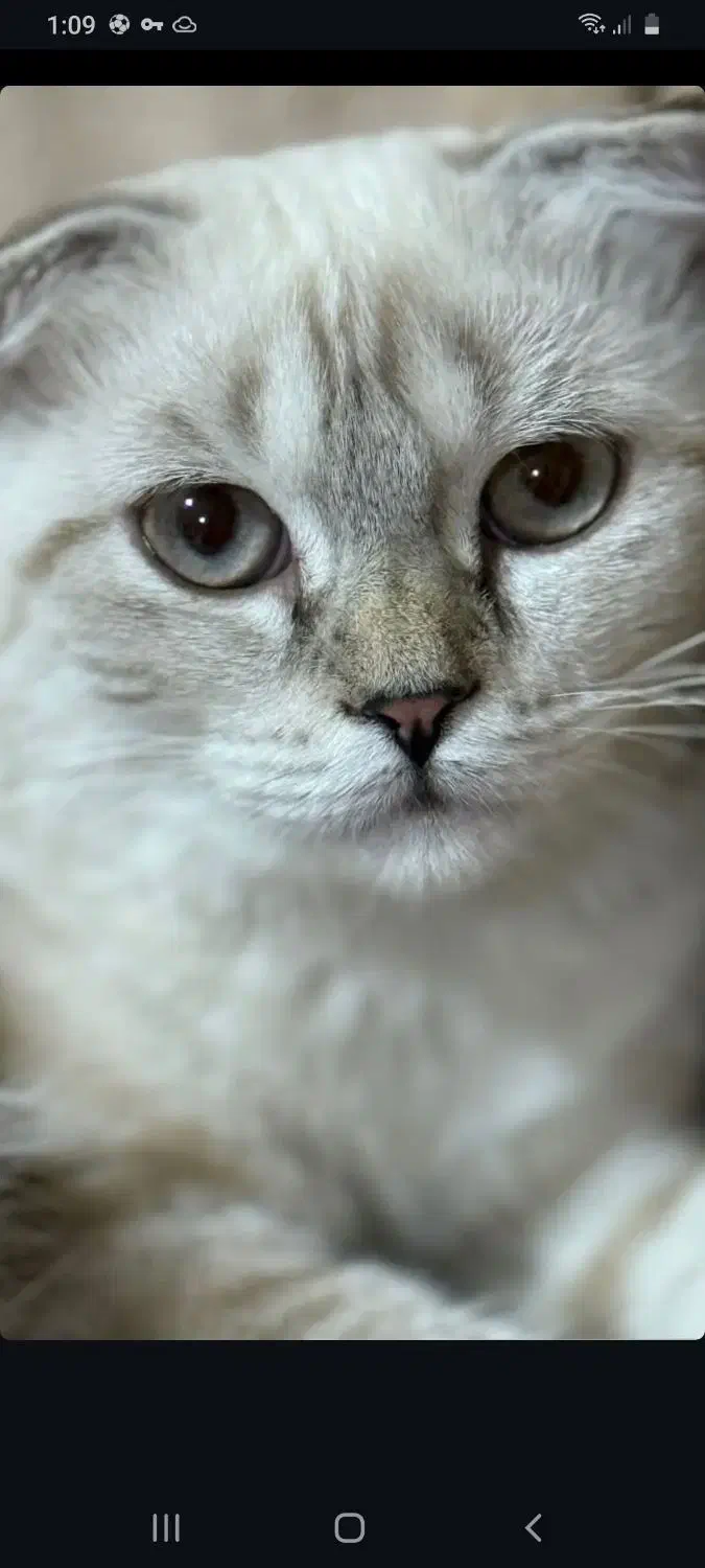 جهت جفت گیری|گربه|شهرکرد, |دیوار