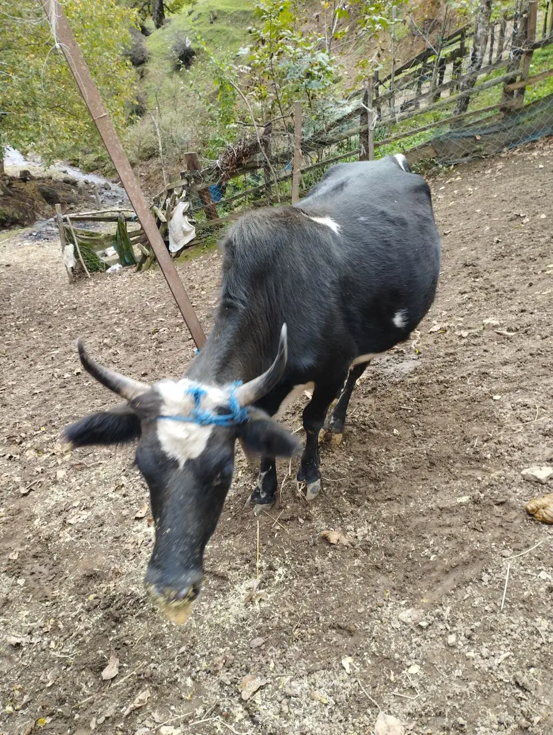 یک راس گاو باردار اولین شکم 7ماه باردار به شرط|حیوانات مزرعه|پرهسر, |دیوار