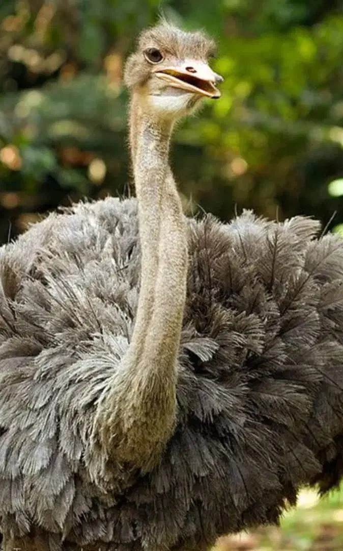 کارگر و مسئول فارم شترمرغ|استخدام صنعتی، فنی، مهندسی|زیباشهر, |دیوار