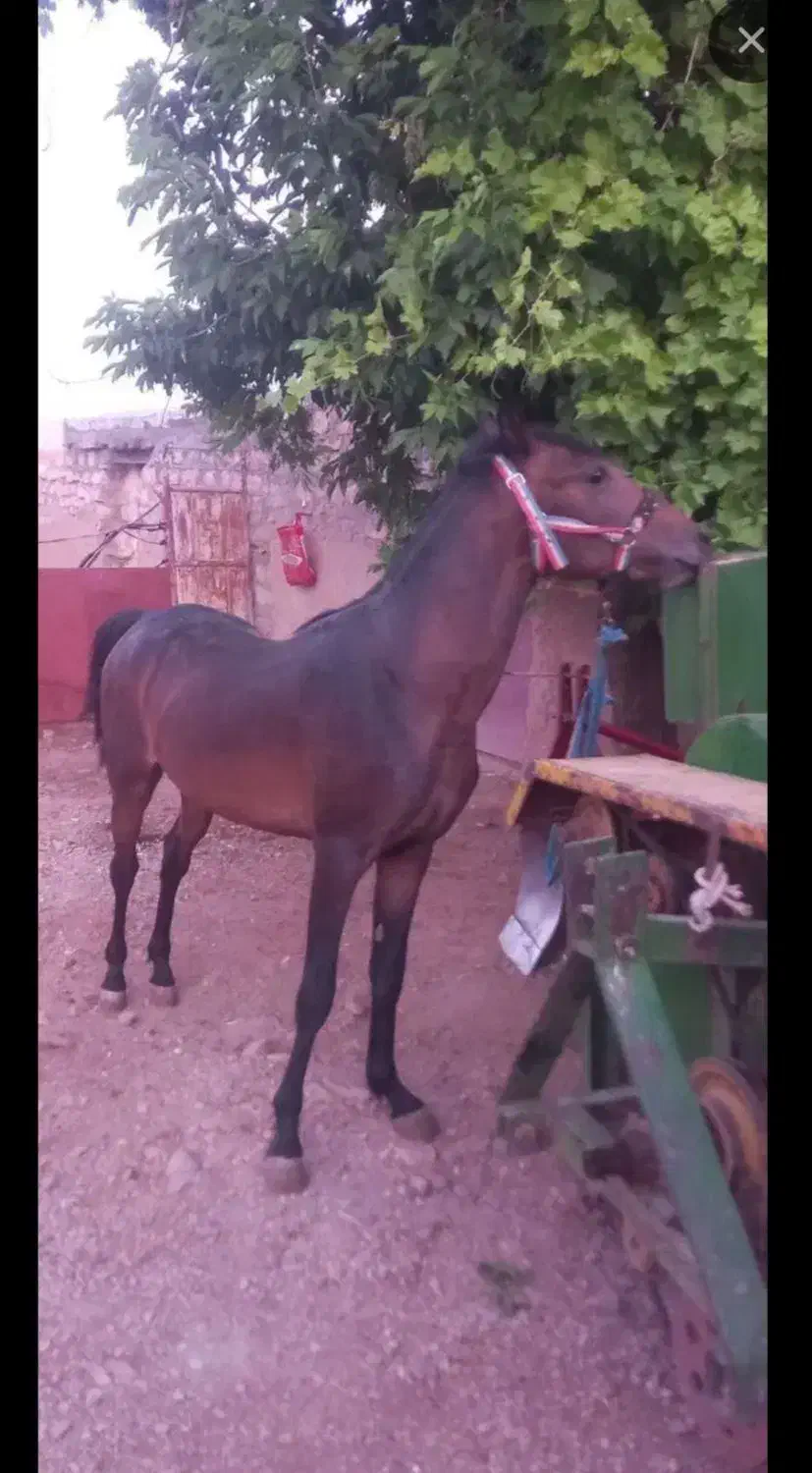 نریان 3 ساله|اسب و تجهیزات اسبسواری|کامیاران, |دیوار