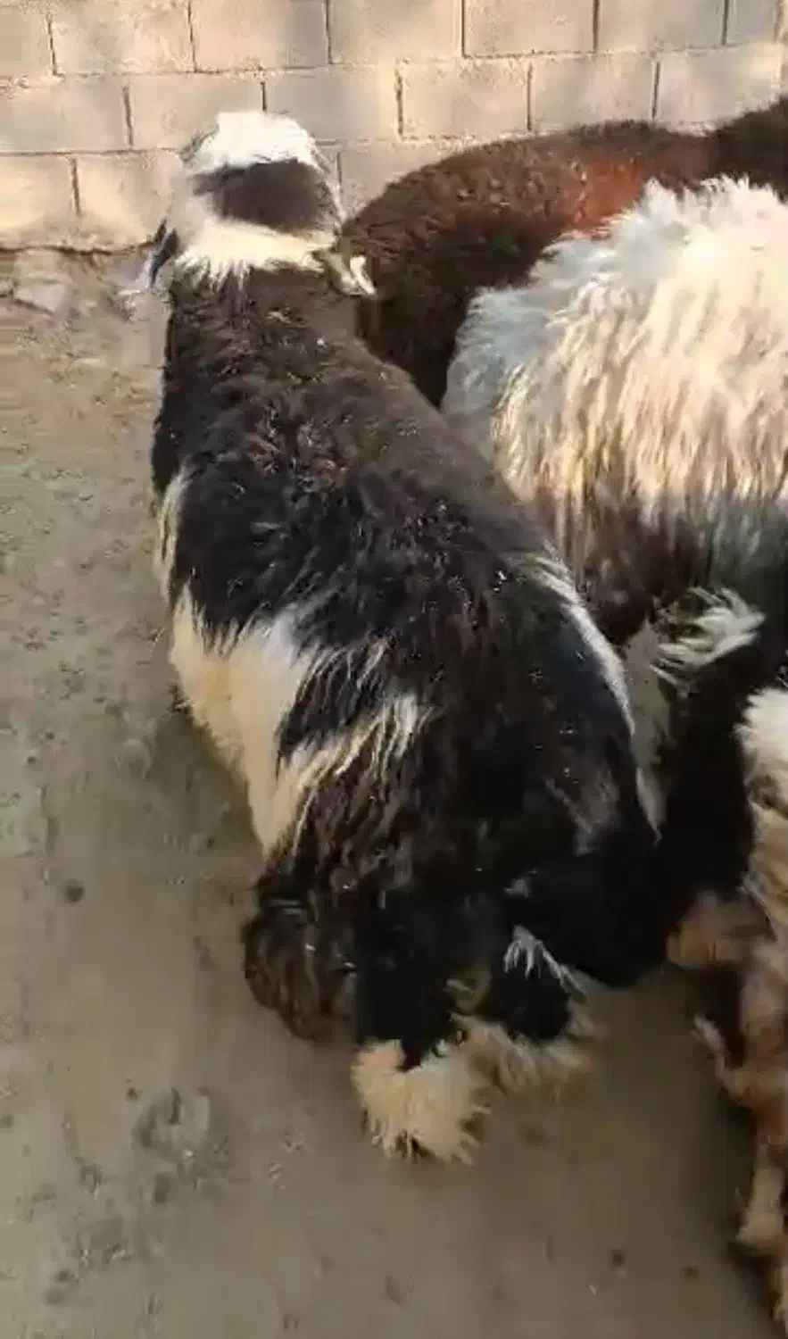 گوسفند زنده  بره چاق|حیوانات مزرعه|شیراز, داریون|دیوار