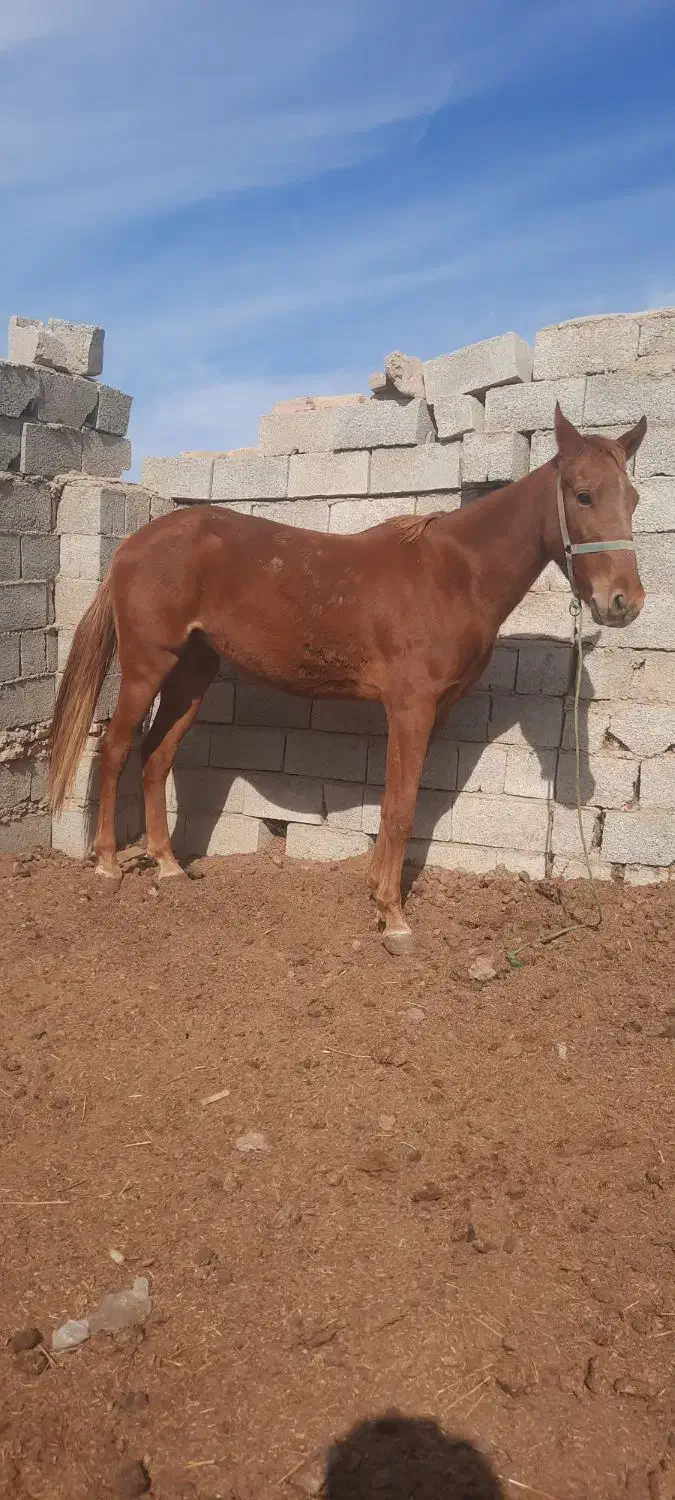 مادیان ۳ساله سرحال|اسب و تجهیزات اسبسواری|گنبد کاووس, |دیوار