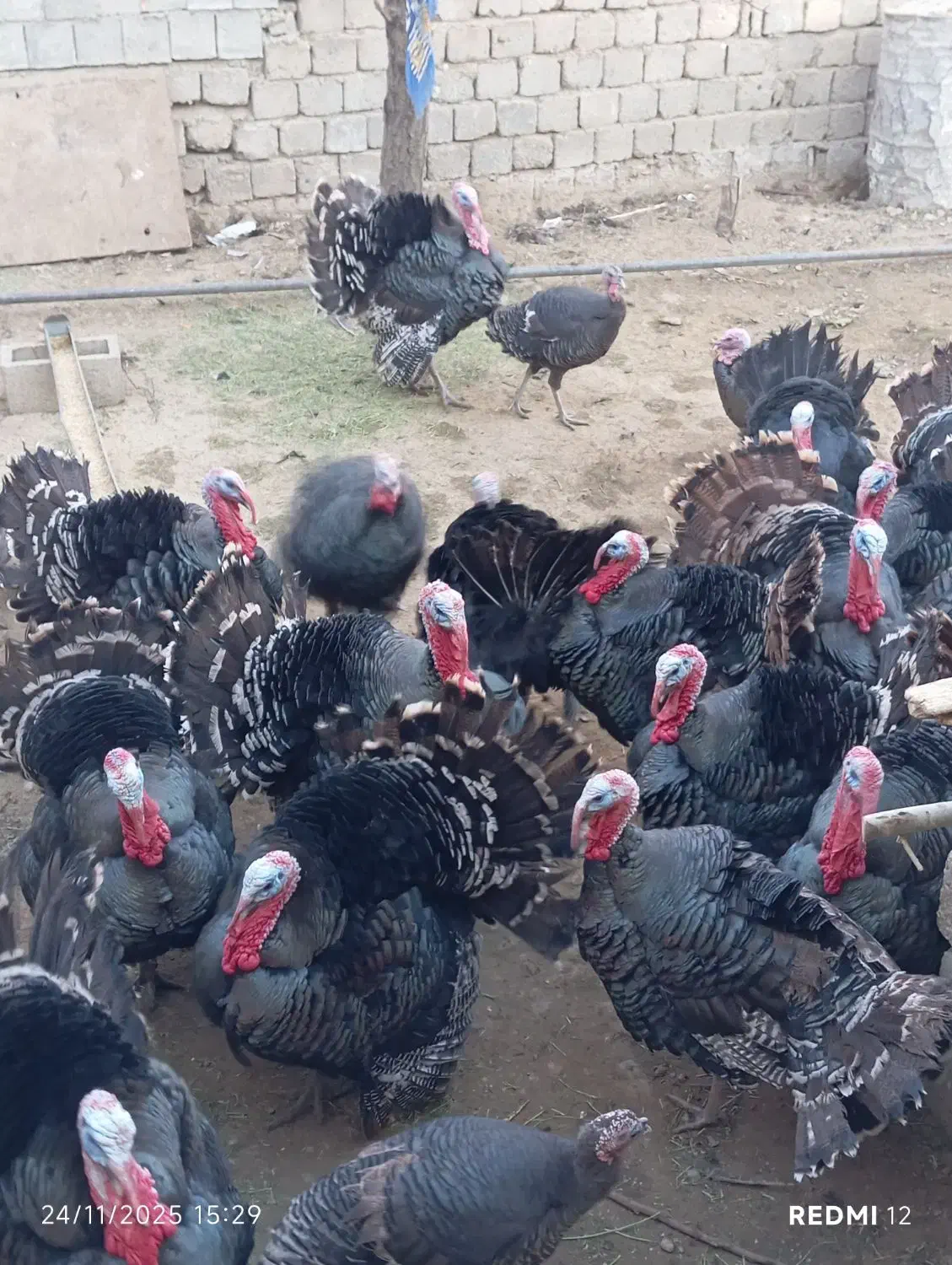 بوقلمون|حیوانات مزرعه|سقز, |دیوار