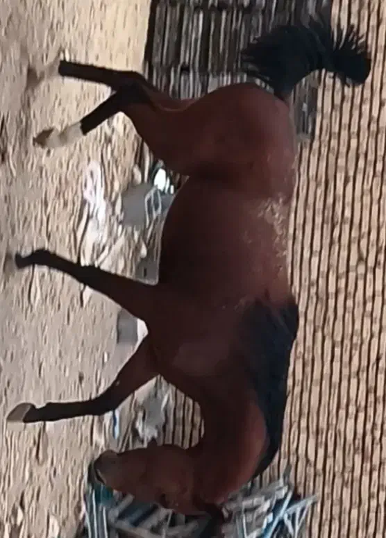 نگهداری و پانسیون اسب وسواری کردن ۰ تا صد|اسب و تجهیزات اسب‌سواری|شهرکرد, |دیوار