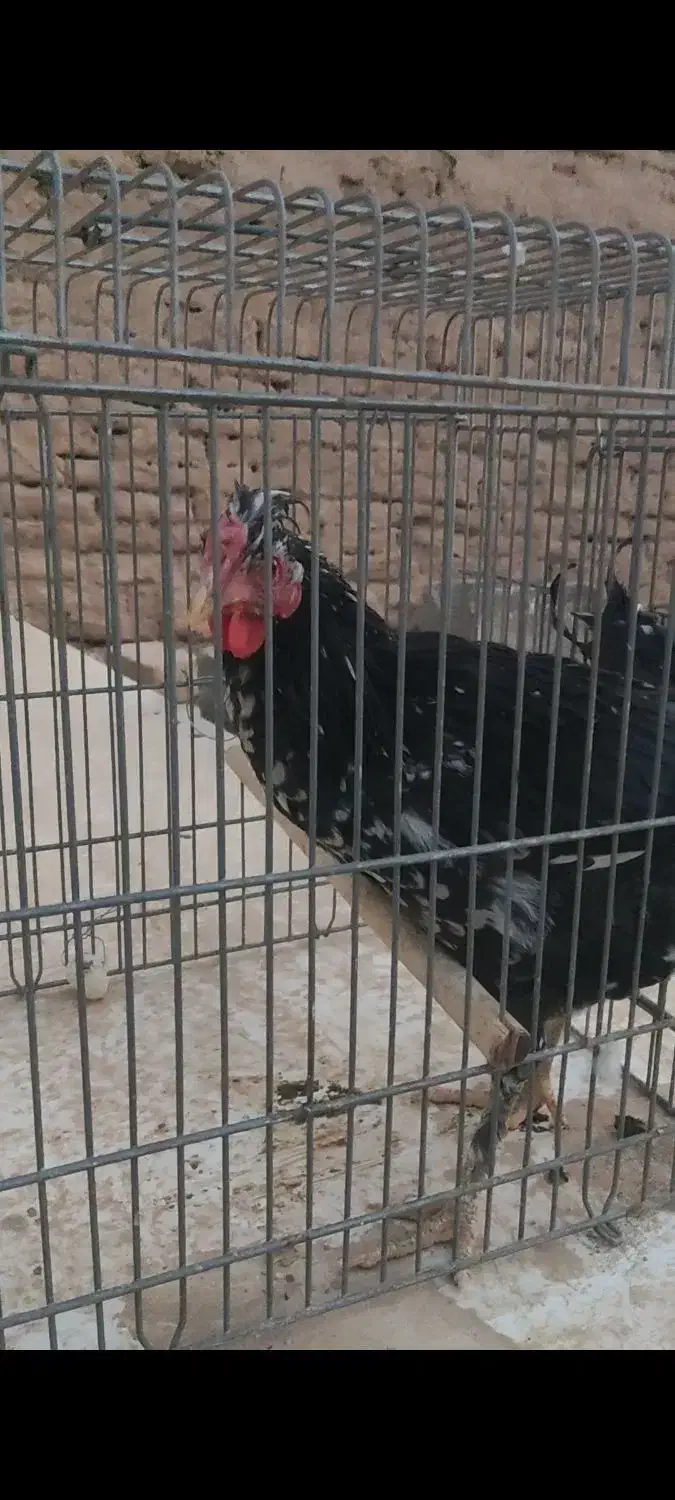 خروس گلین و بومی|حیوانات مزرعه|شاهینشهر, گرگاب|دیوار