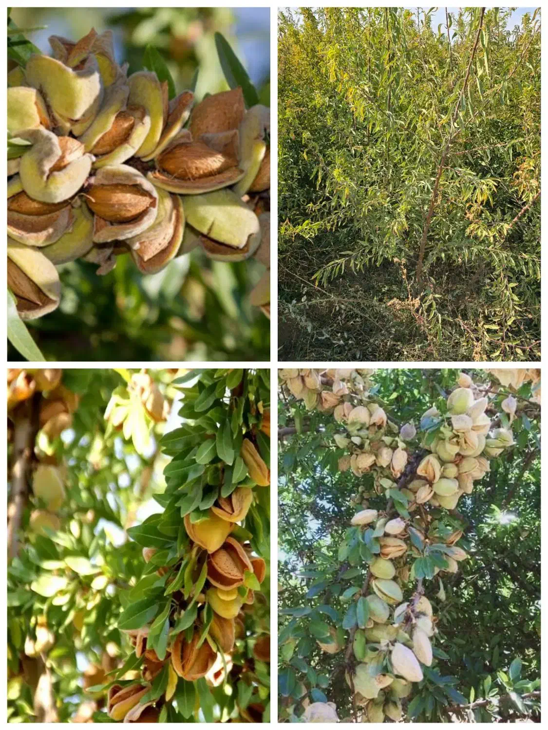 ارقام نهال های بادام و گردو و میوه پایه خارجی|خدمات باغبانی و درختکاری|کلاردشت, |دیوار