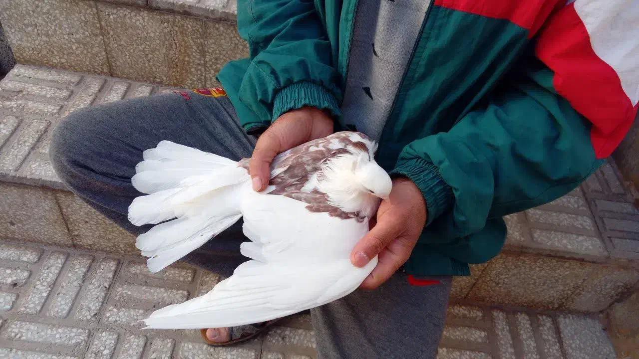 دوبالی کاکل و نوک کوتاه|پرنده|خاوران, |دیوار