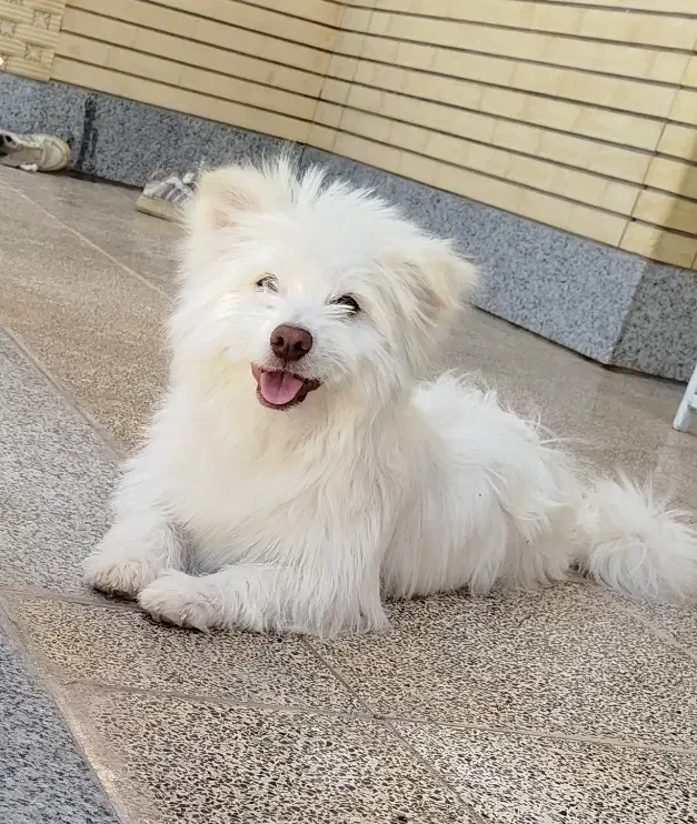 سگ ماده پامر روباهی|سگ|آباده, |دیوار