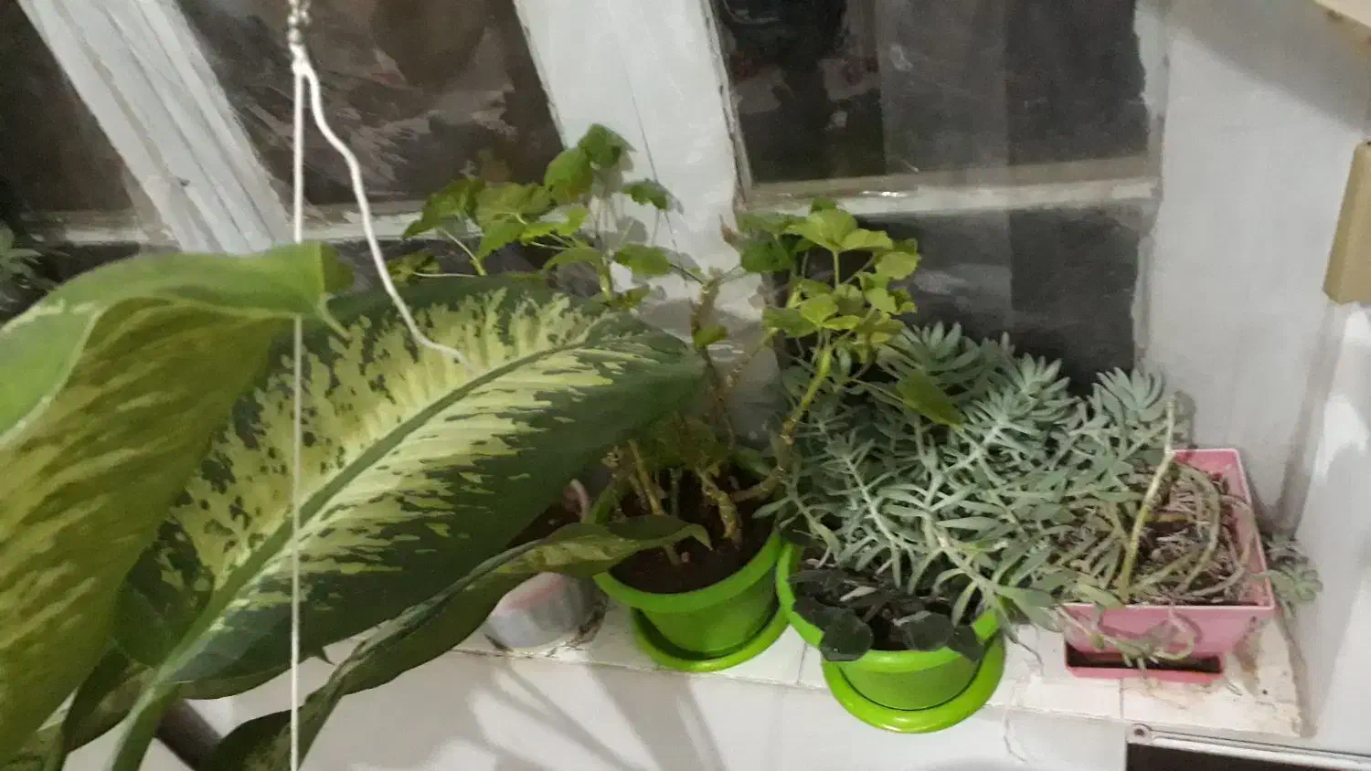 گل طبیعی|گل و گیاه طبیعی|خلخال, |دیوار