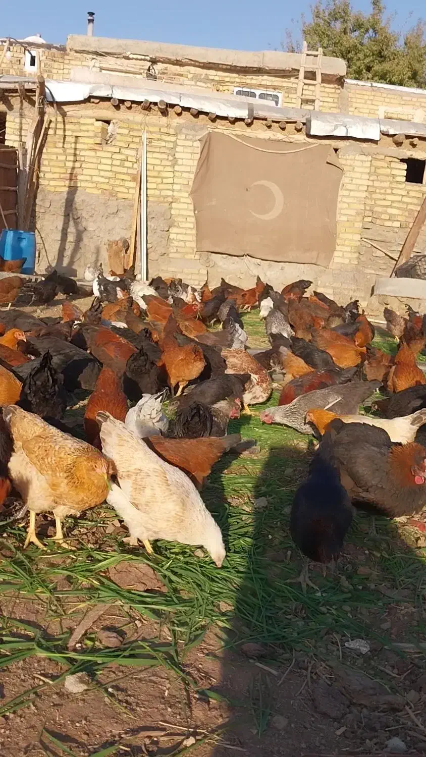 مرغ خروس|حیوانات مزرعه|بیلوار, |دیوار