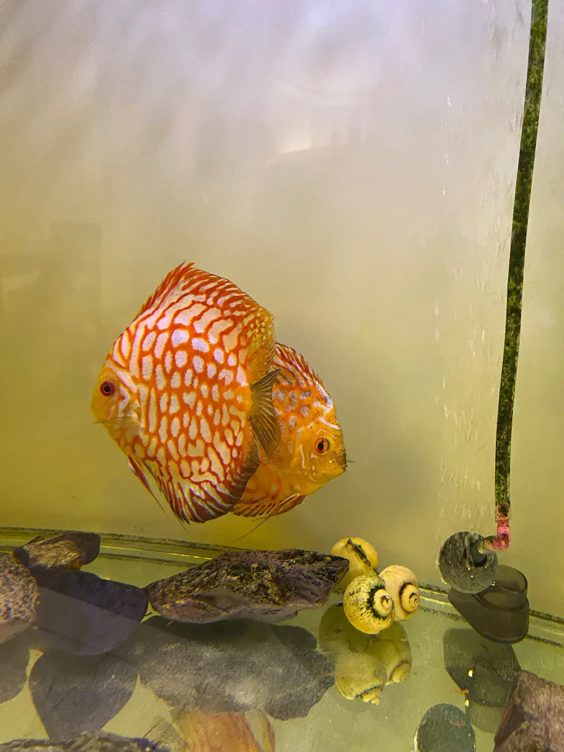 دیسکس|ماهی|تهران, تهرانپارس جنوبی|دیوار