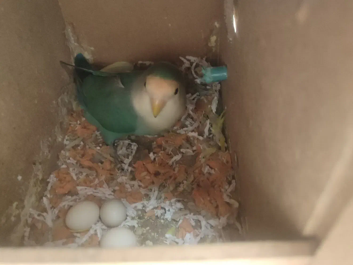 فروش یک جفت کوتوله خاص به شدت مولد باتمامی لوازم|پرنده|سبزوار, قصبه اب یمین|دیوار