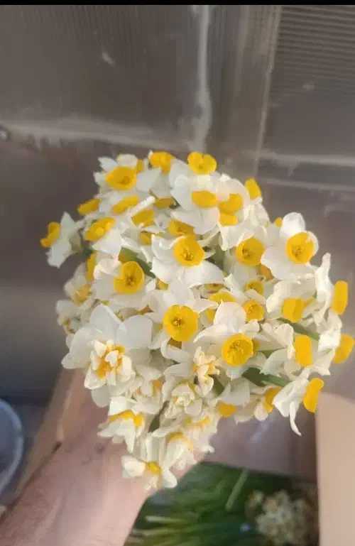 نرگس دسته|گل و گیاه طبیعی|قم, قم نو|دیوار