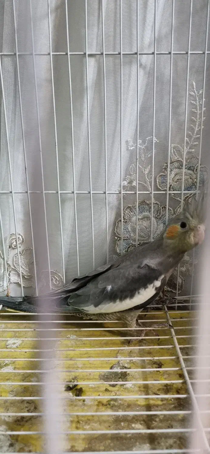 جوجه عروس سیامون ۴۰ روزه|پرنده|مشهد, ایثار|دیوار