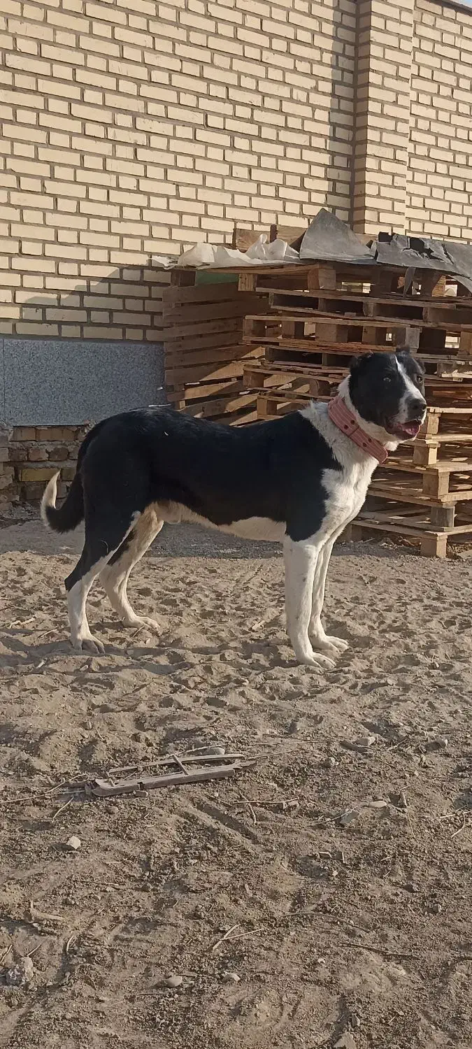 سگ آلابای نر|سگ|ماهدشت, |دیوار