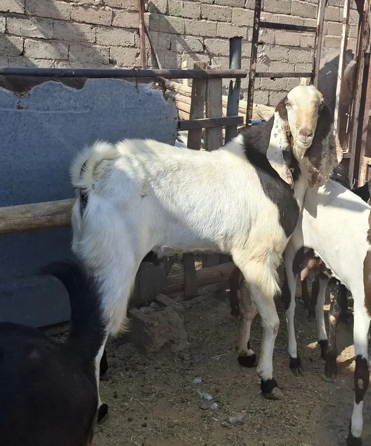 فروش سه راس بز نر پاکستانی|حیوانات مزرعه|طسوج, |دیوار