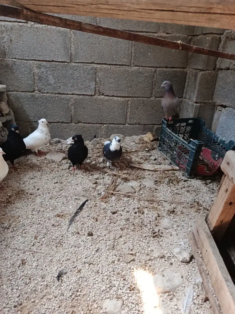 چند کبوتر|پرنده|جم, |دیوار