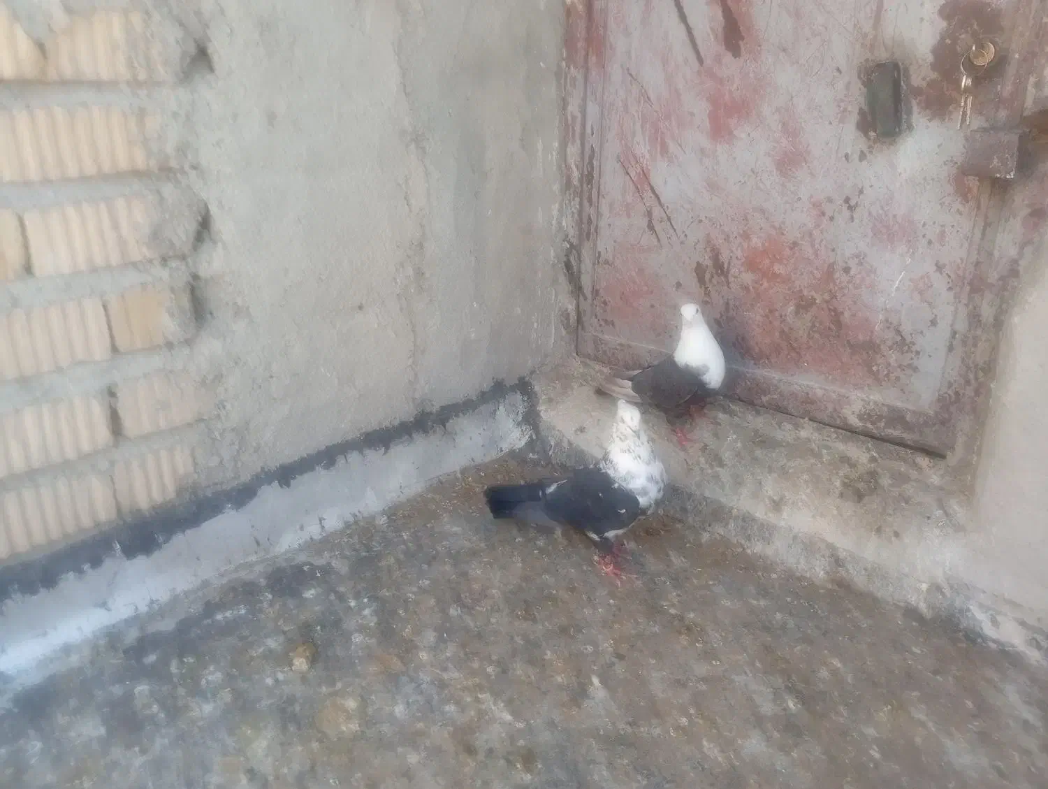 کبوتر|پرنده|مرودشت, دولت آباد|دیوار