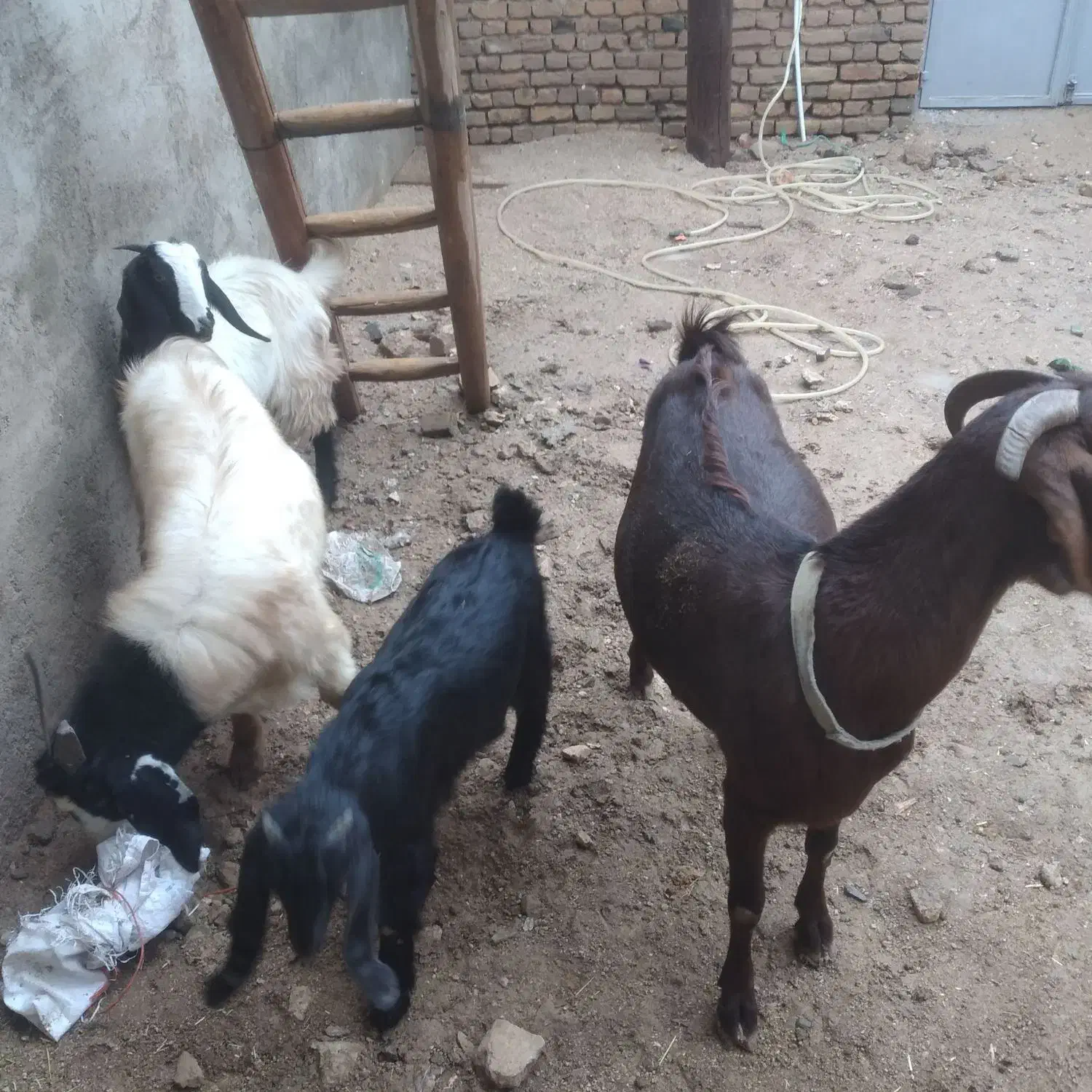 بزغاله|حیوانات مزرعه|اشترینان, |دیوار