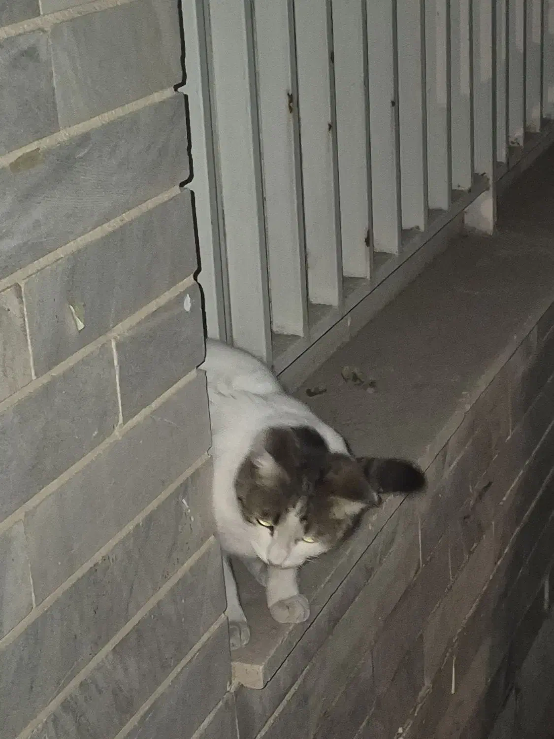 گربه پیدا شده|گربه|کرج, گلستان|دیوار