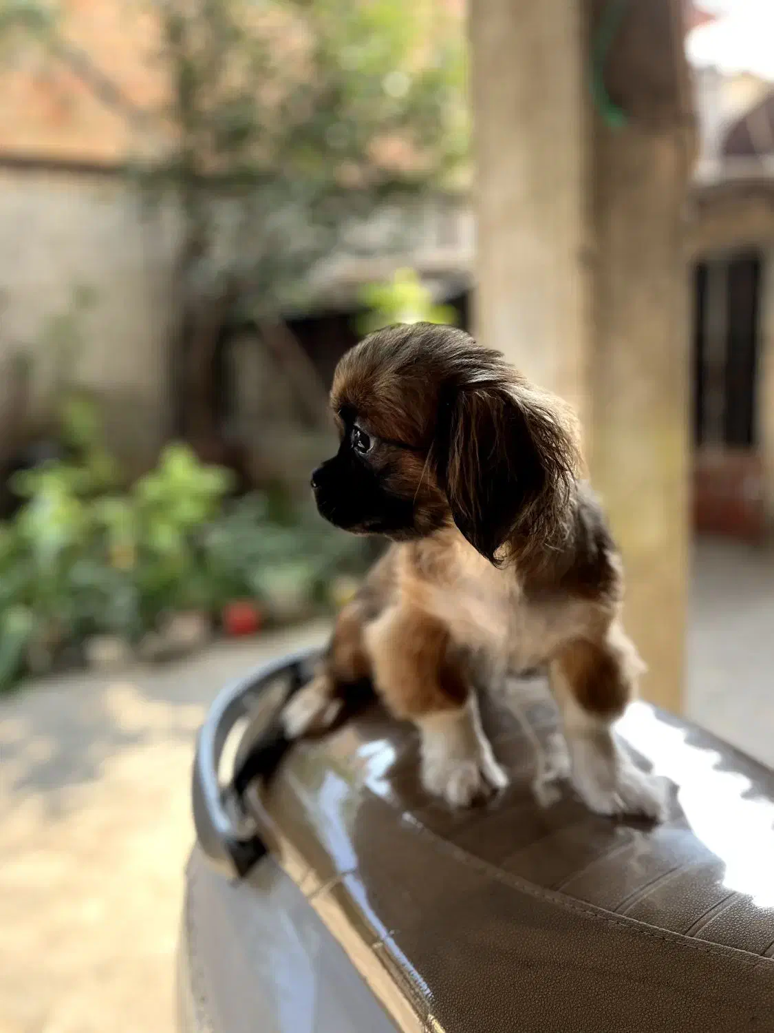 سگ خانگی پیکینیز امپریال|سگ|ساری, |دیوار