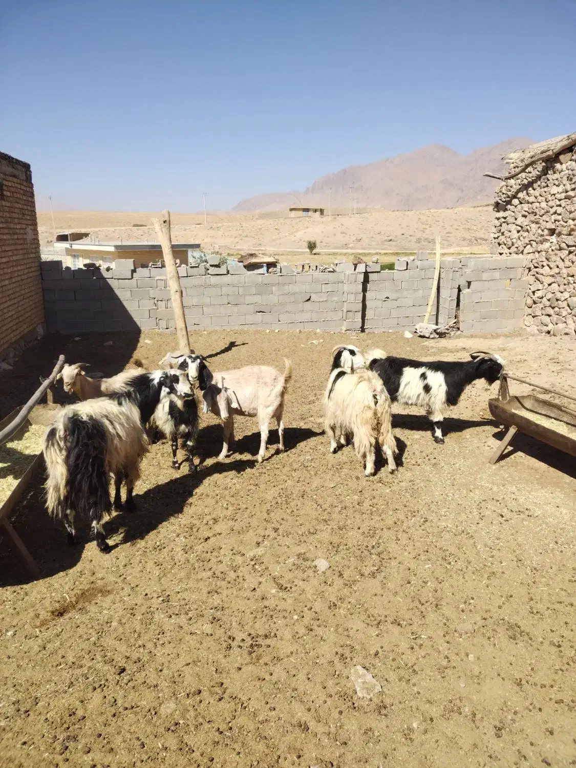 فروش نه راس بز جوان ترکی برای داشت. همه آبستن|حیوانات مزرعه|پادنا علیا, |دیوار