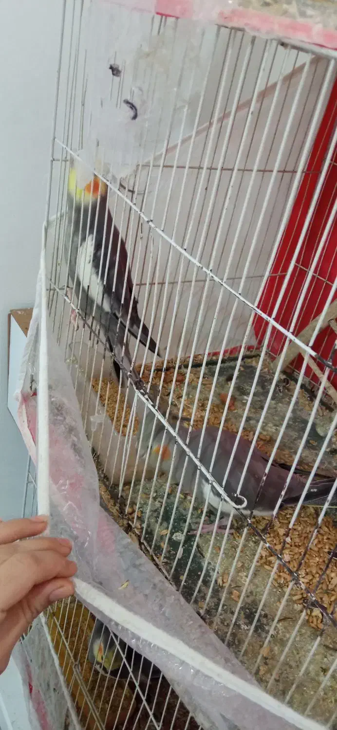 دو جفت عروس هلندی مولد|پرنده|مشهد, انقلاب|دیوار