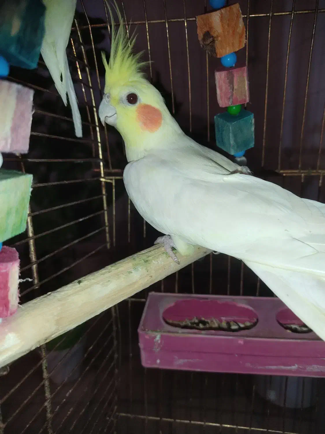 عروس هلندی|پرنده|سرپل ذهاب, |دیوار