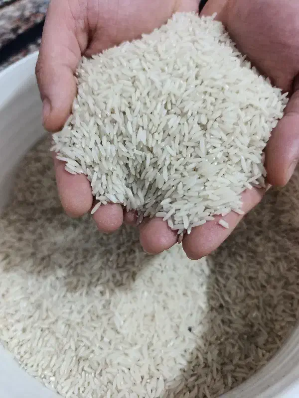 برنج طارم هاشمی معطر|خوردنی و آشامیدنی|دابودشت, |دیوار