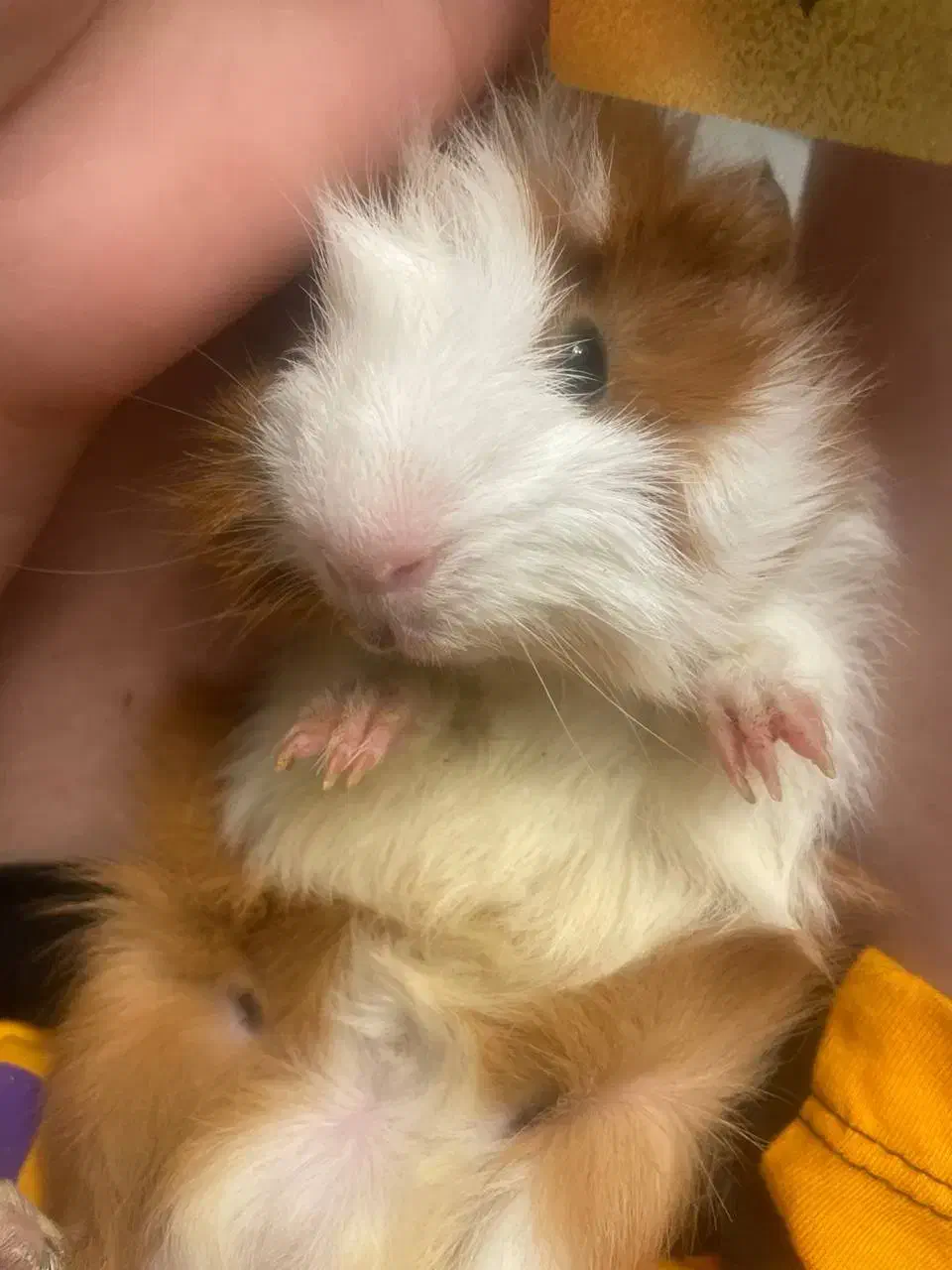 خوکچه هندی|موش و خرگوش|مشهد, احمدآباد|دیوار