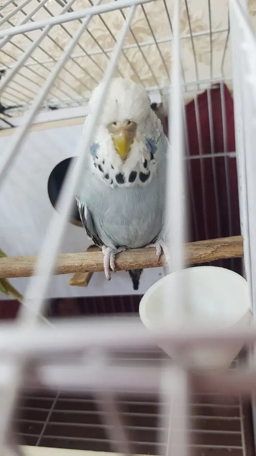 مرغ عشق انگلیسی|پرنده|ری, دولت‌آباد|دیوار