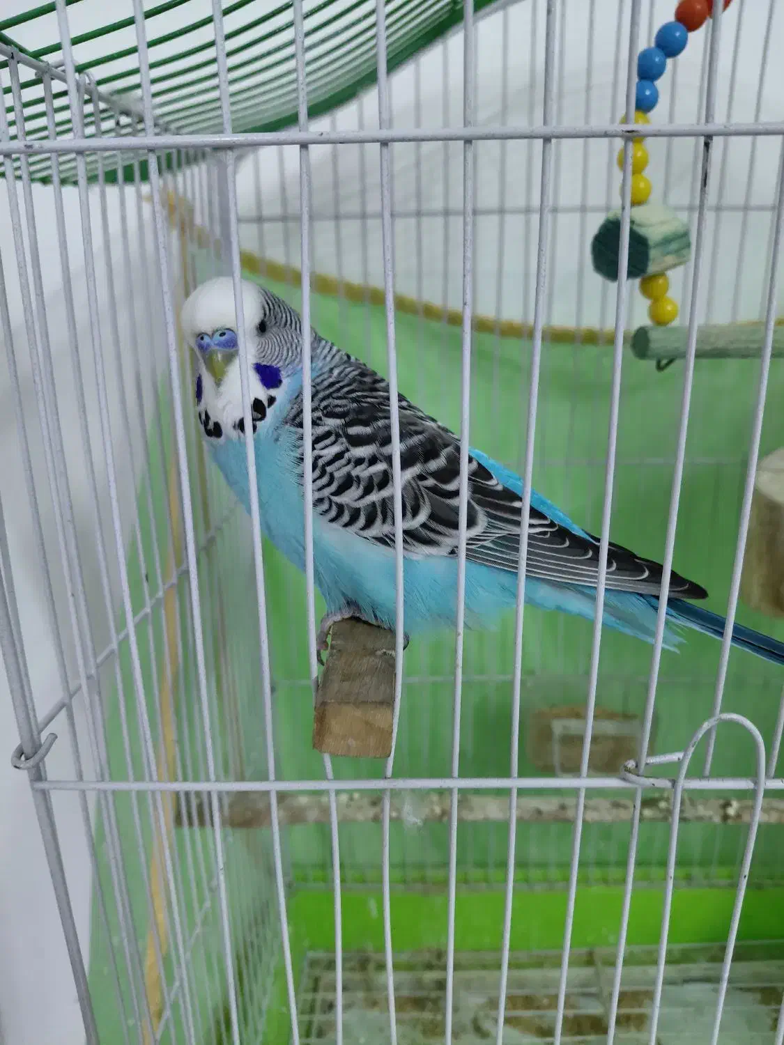 مرغ عشق انگلیسی|پرنده|بابل, |دیوار