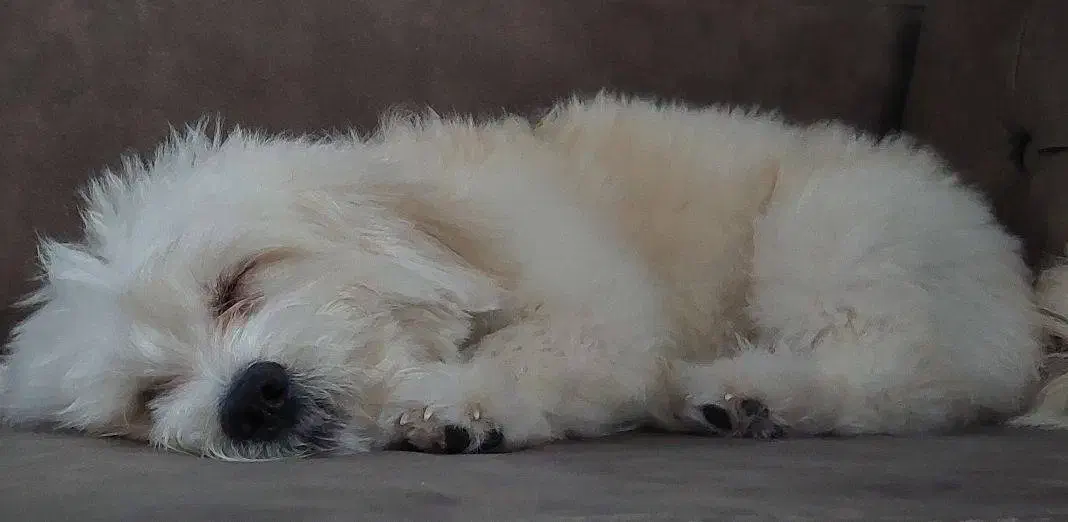 سگ نر یک و نیم ساله|سگ|ایزدشهر, |دیوار