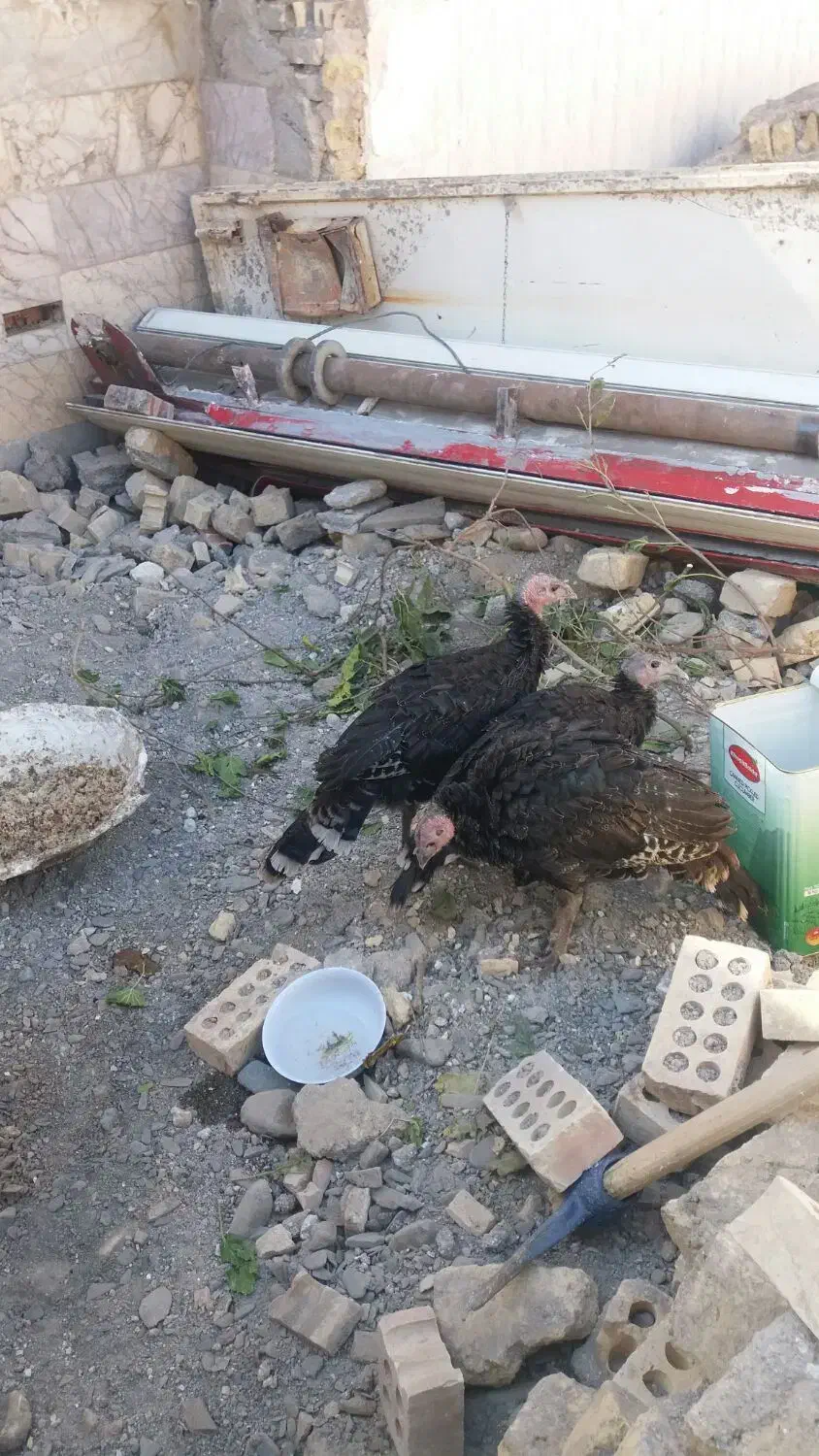 ۴عددبغلمون برنزه|حیوانات مزرعه|مشهد, یوسفیه (شهرک غرب)|دیوار