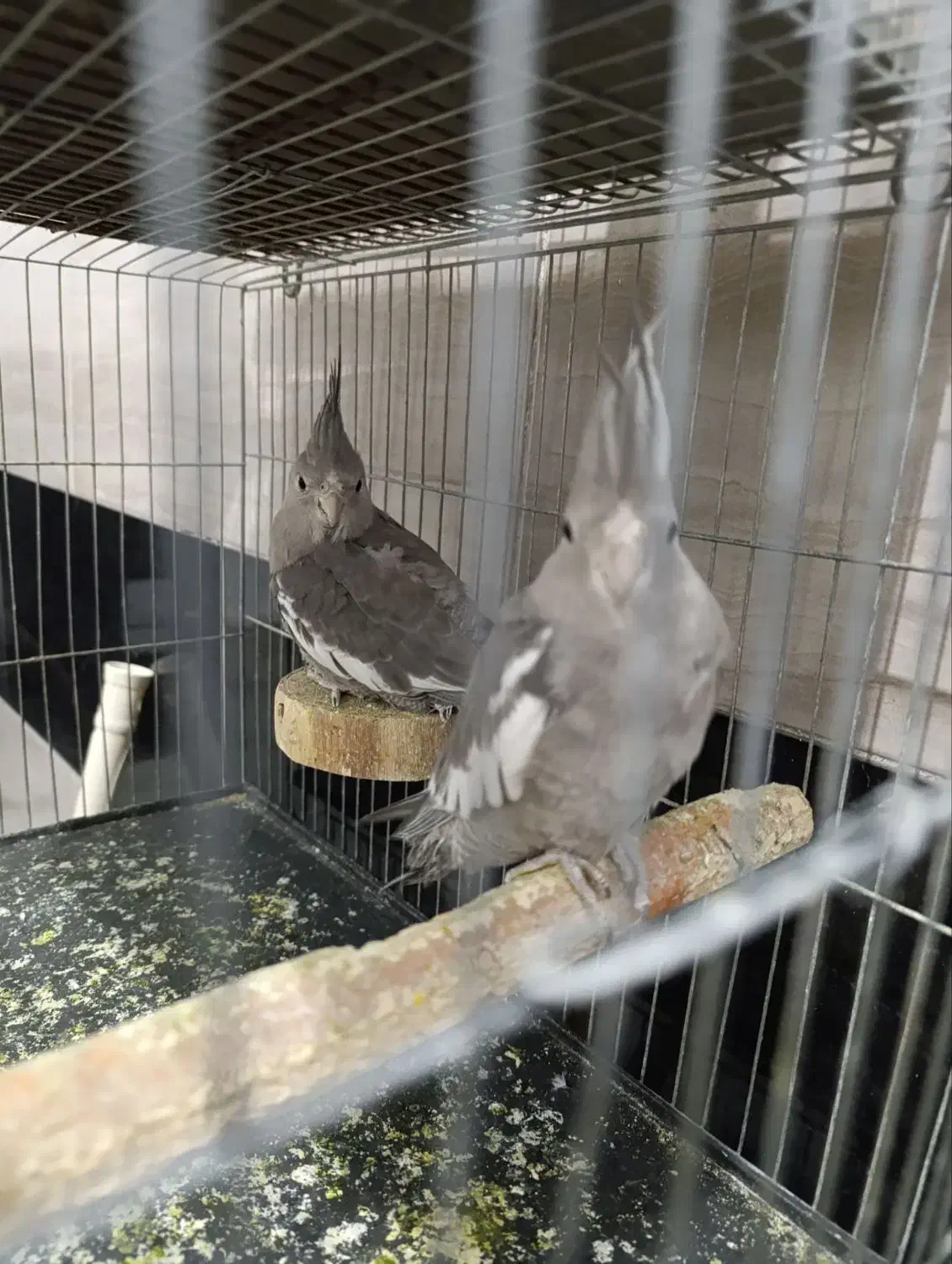 جفت عروس وایت فیس|پرنده|سبزوار, هویزه|دیوار