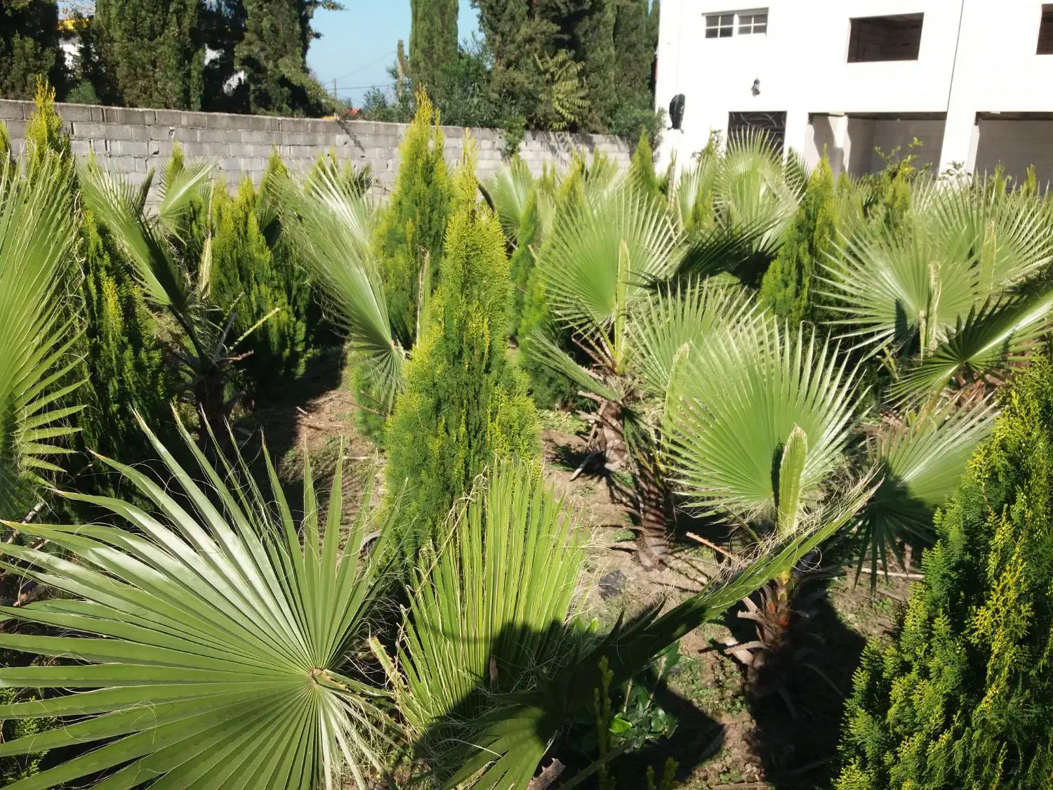 پالم و کامیس نوک دار داخل زمین یکجا فروخته میشود|گل و گیاه طبیعی|رودسر, |دیوار