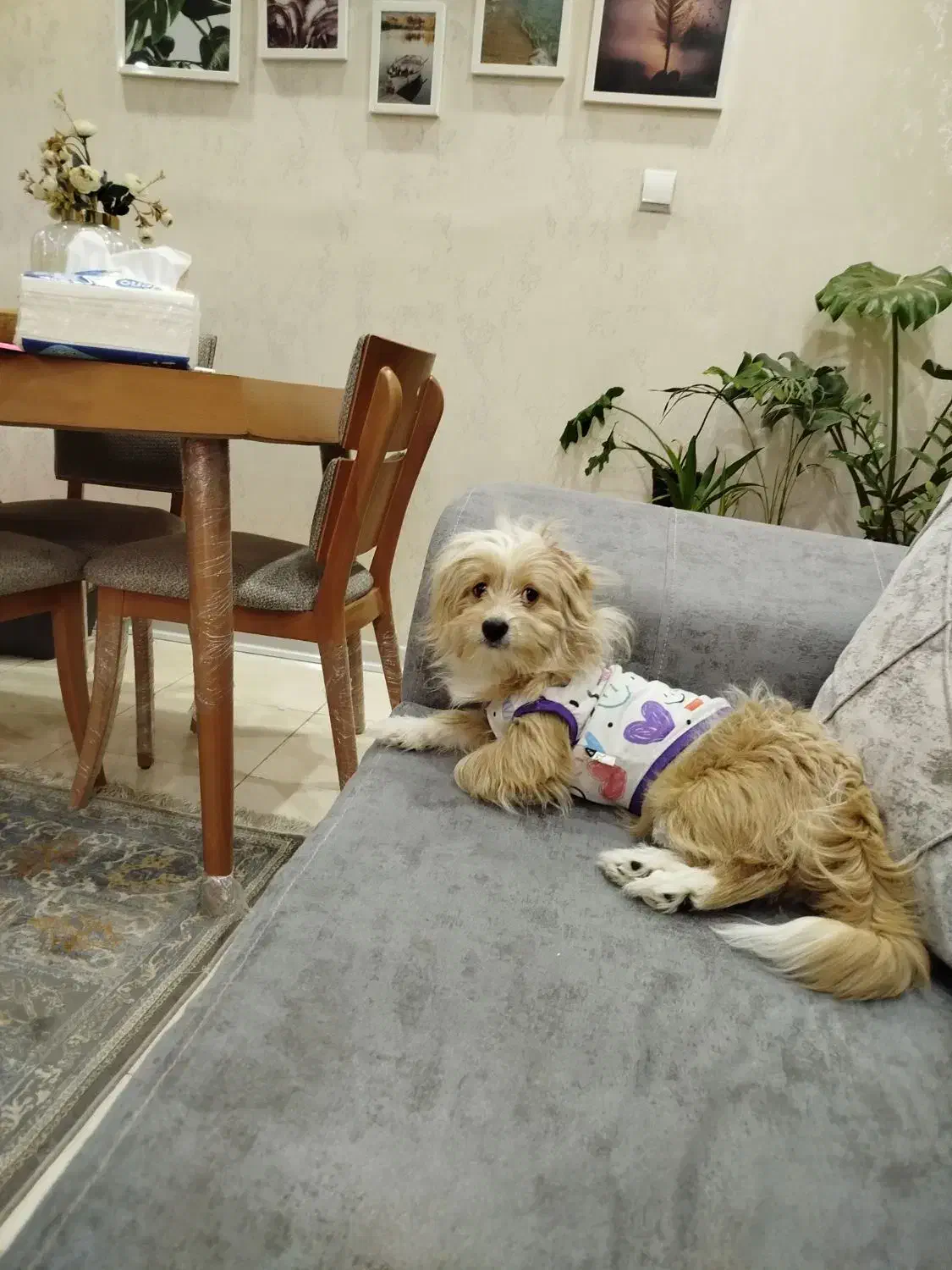 واگذاری سگ|سگ|شاهینشهر, فردوسی|دیوار