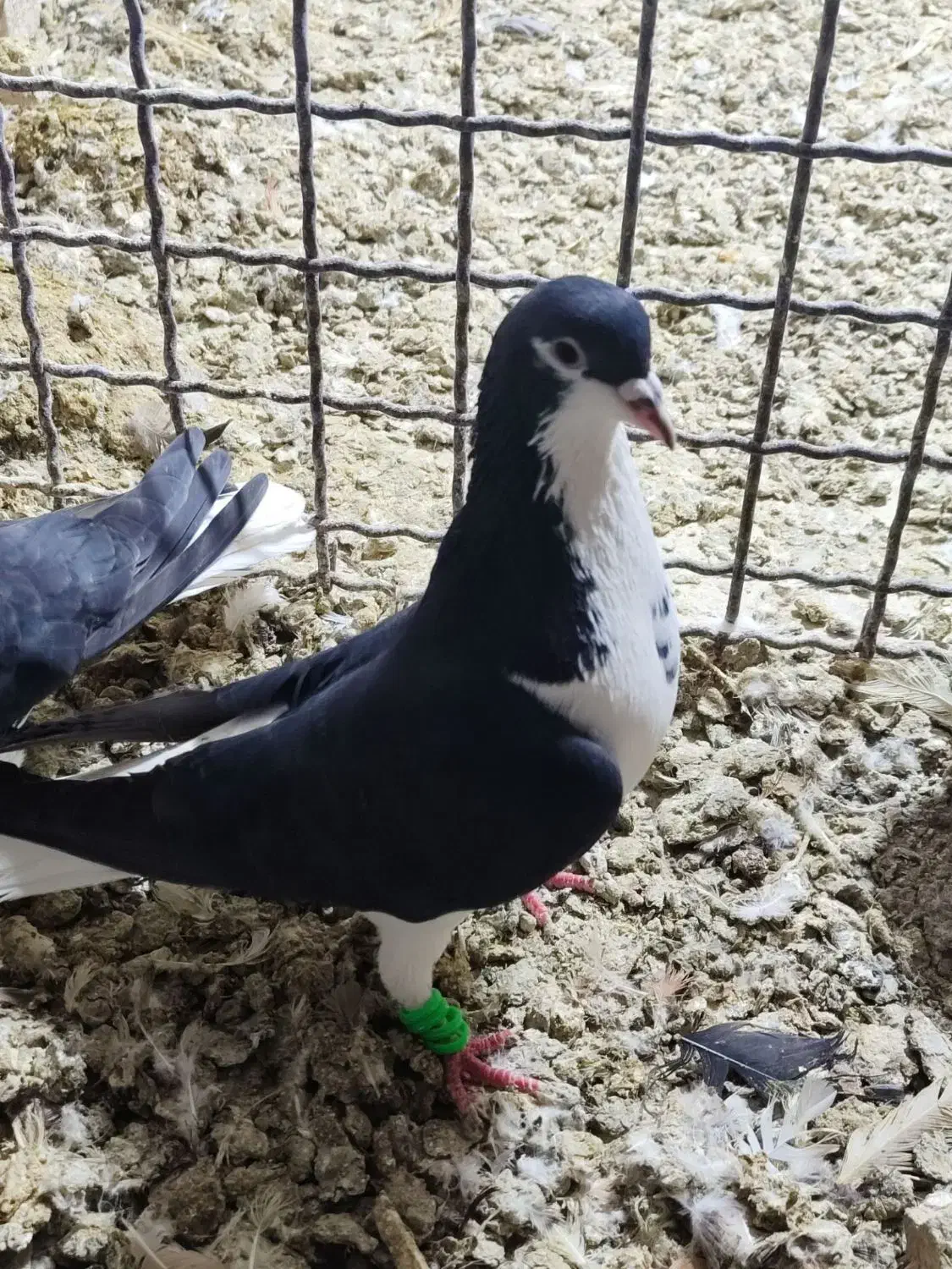 پرنده|پرنده|مشهد, محمدآباد|دیوار