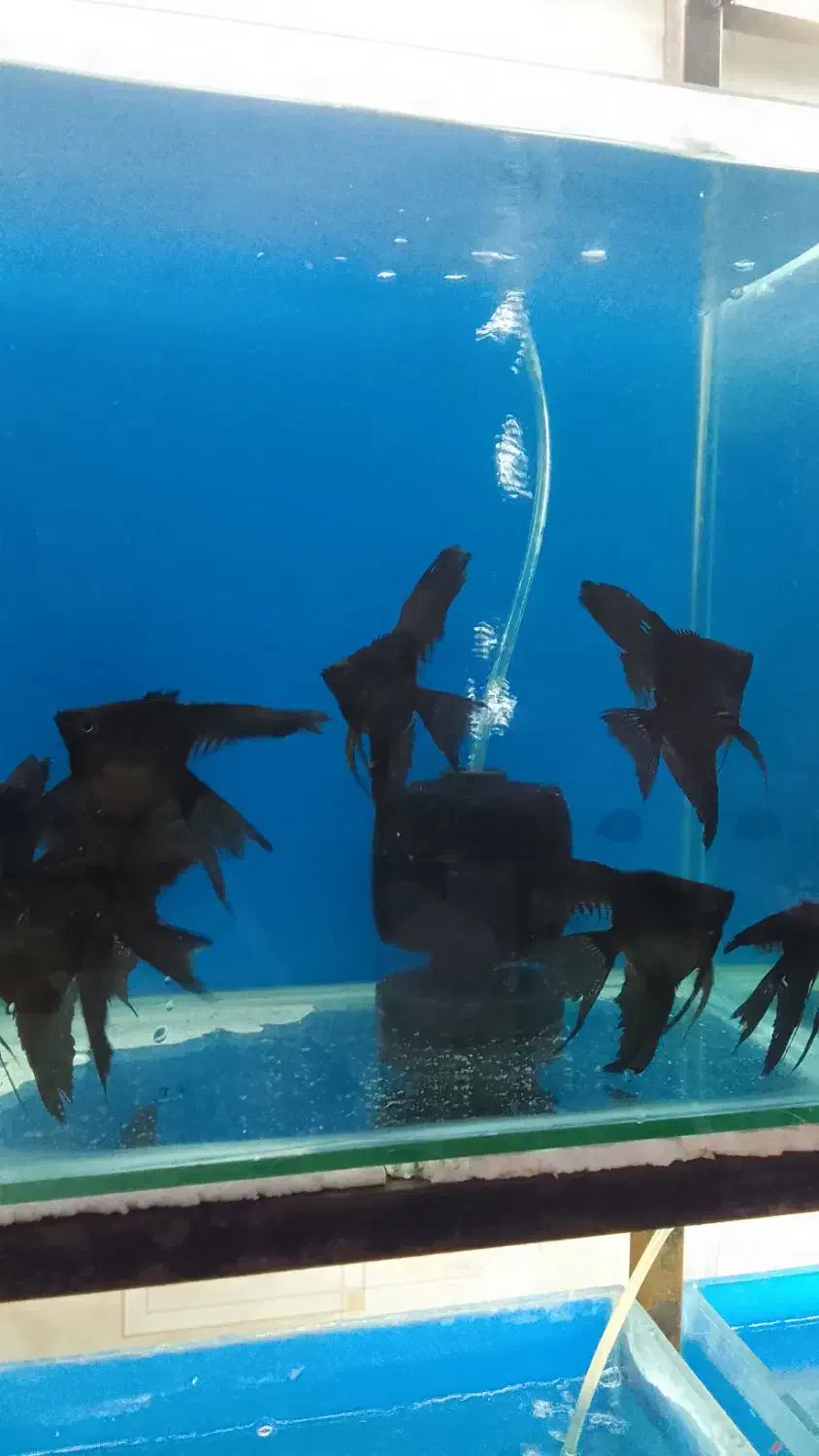 ماهی کالر ویدو گوپی آنجل گلد فیش دیسکس|ماهی|تهران, تهرانپارس شرقی|دیوار