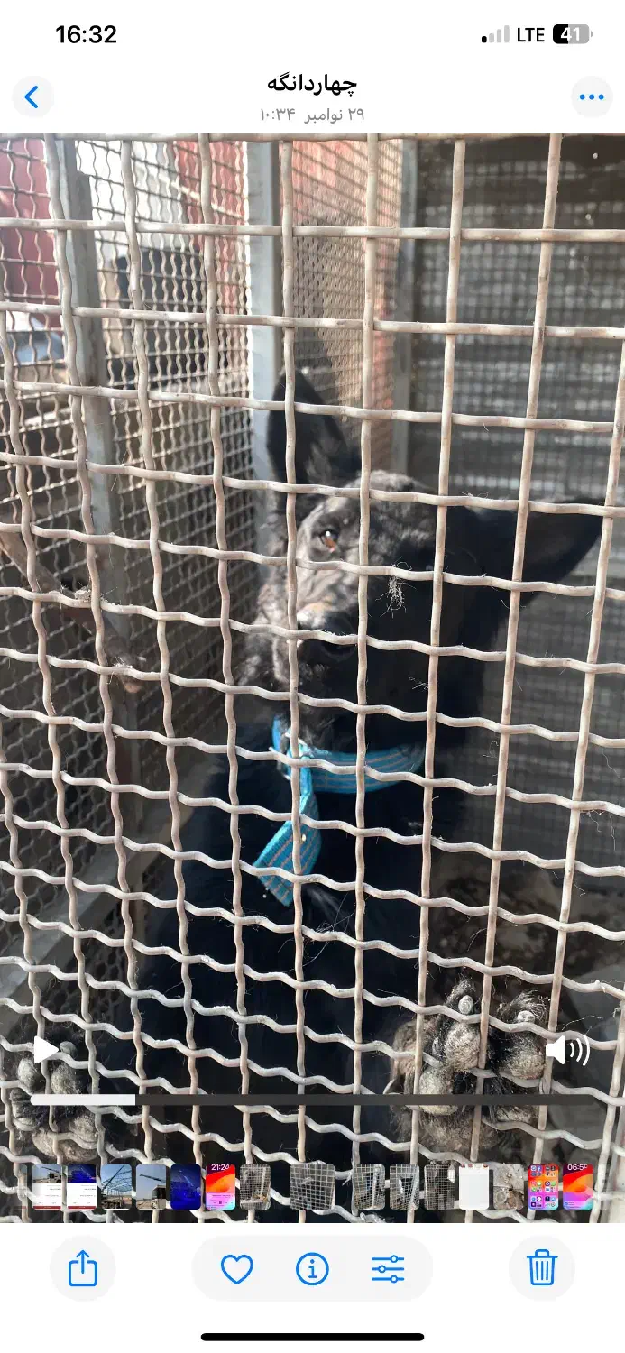 سگ نگهبان ژرمن بلاک|سگ|چهاردانگه (تهران), |دیوار