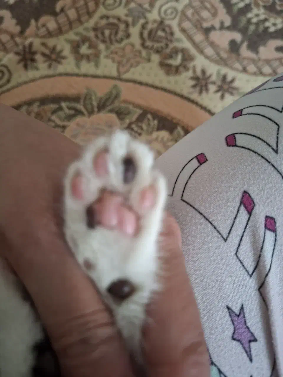 واگذاری بچه گربه تاکسیدو|گربه|قدس, شهر‌قدس|دیوار