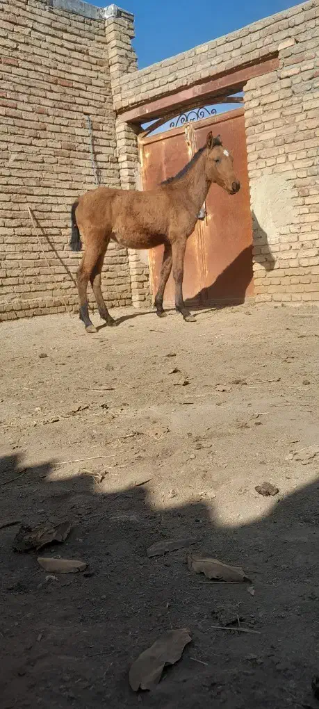 اسب کره شش ماهه مادیون|اسب و تجهیزات اسب‌سواری|سلماس, |دیوار