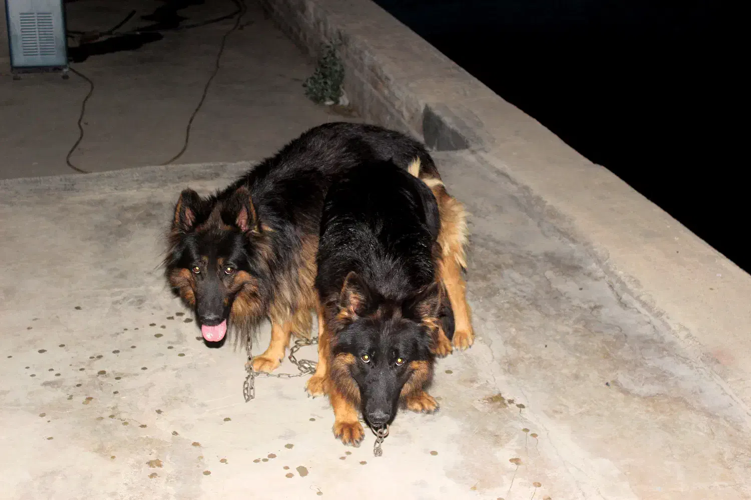 ژرمن فی 16|سگ|تهران, پارک شهر|دیوار