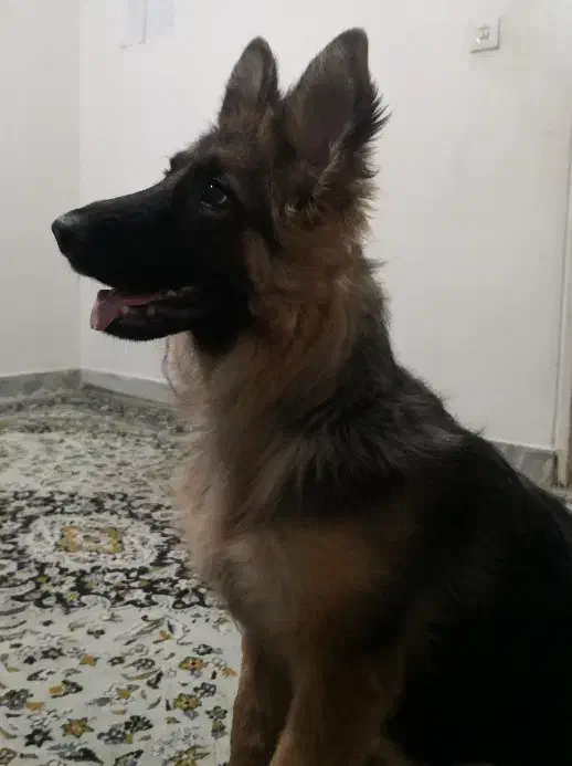 سگ ژرمن|سگ|کرج, گوهردشت|دیوار