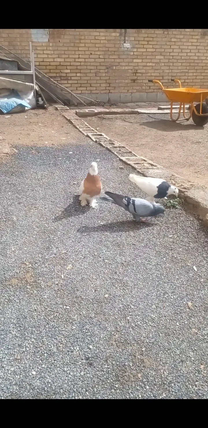 کبوتر پرشی نقش|حیوانات|اصفهان, عطار نیشابوری|دیوار