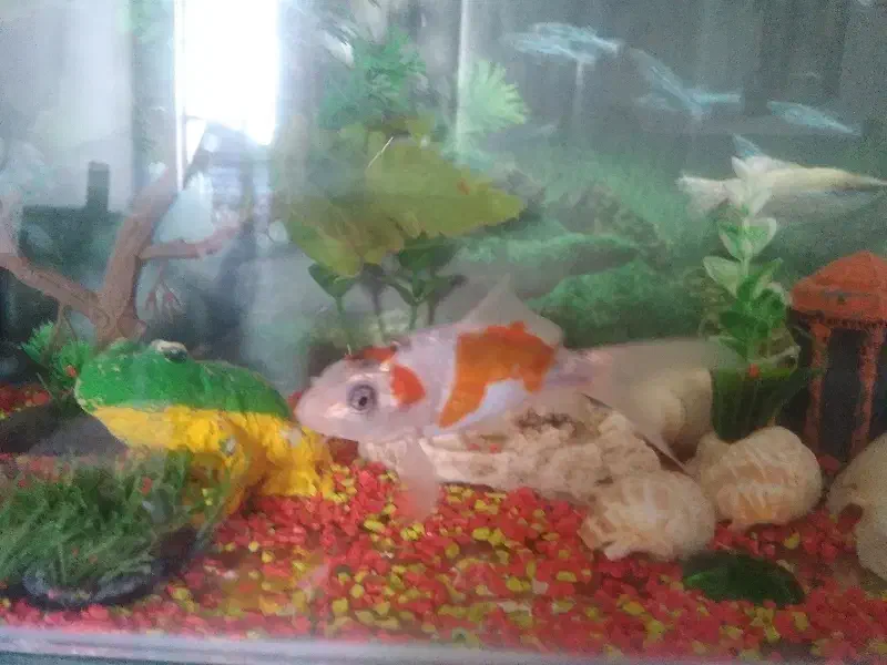 ماهی|ماهی|قوچان, |دیوار